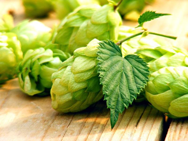 精釀啤酒 | 酒花制品的種類及特點(diǎn)有哪些？